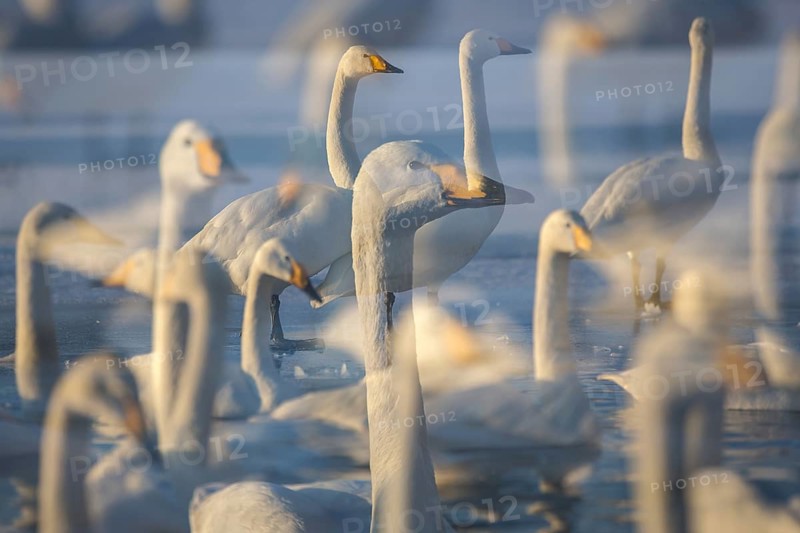 Whooper Swan (Cygnus cygnus) group, Hokkaido, Japan