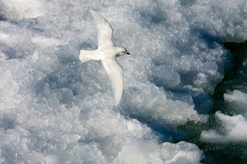 Snow Petrel (Pagodroma nivea) flying, Ross Sea, Antarctica