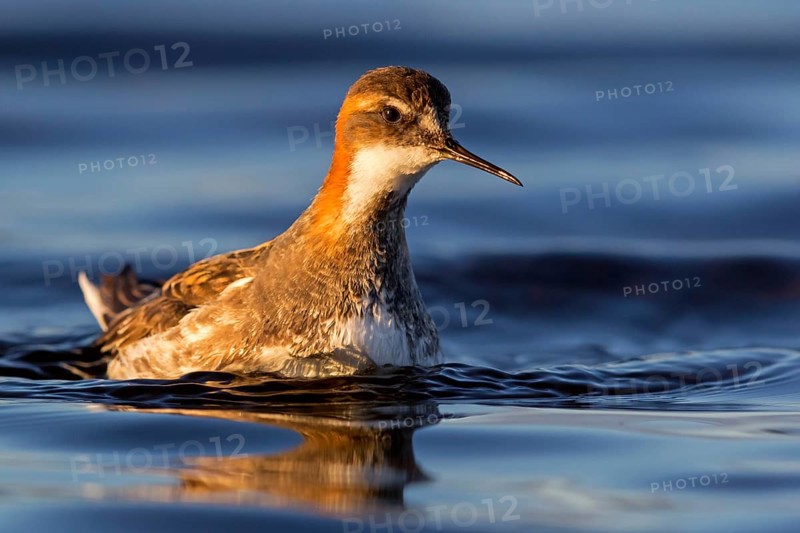 Odinshühnchen, Red-necked Phalarope, Northern Phalarope, Phalaropus lobatus, Phalarope à bec étroit, Falaropo Picofino