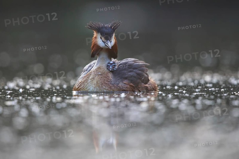 Great Crested Grebe (Podiceps cristatus) with chick, North Rhine-Westphalia, Germany