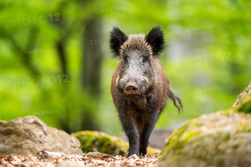 Wild boar (Sus scrofa) walking in a forest, Bavaria, Germany