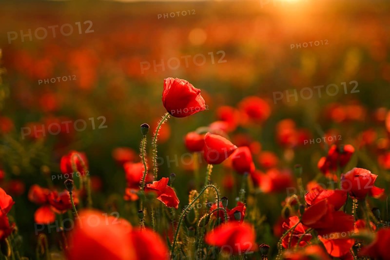 Vibrant close-up of Papaver rhoeas, commonly known as the red poppy, glowing under natural sunlight in a flourishing field, symbolizing peace and remembrance