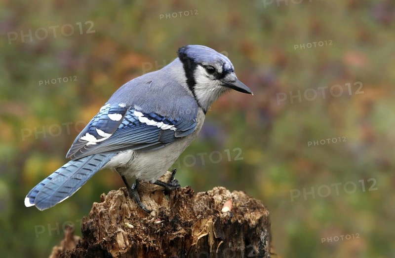 Blue Jay (Cyanocitta cristata), Saskatchewan, Canada