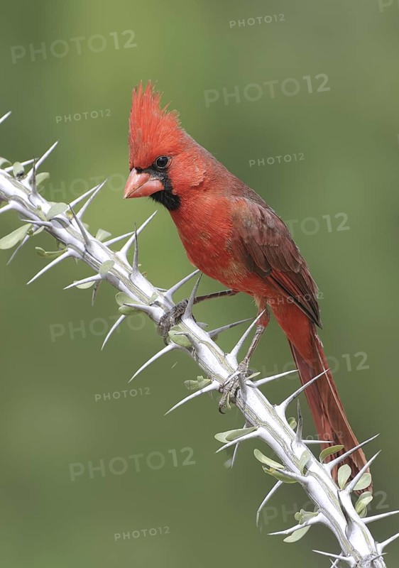 Northern Cardinal (Cardinalis cardinalis), Texas, USA