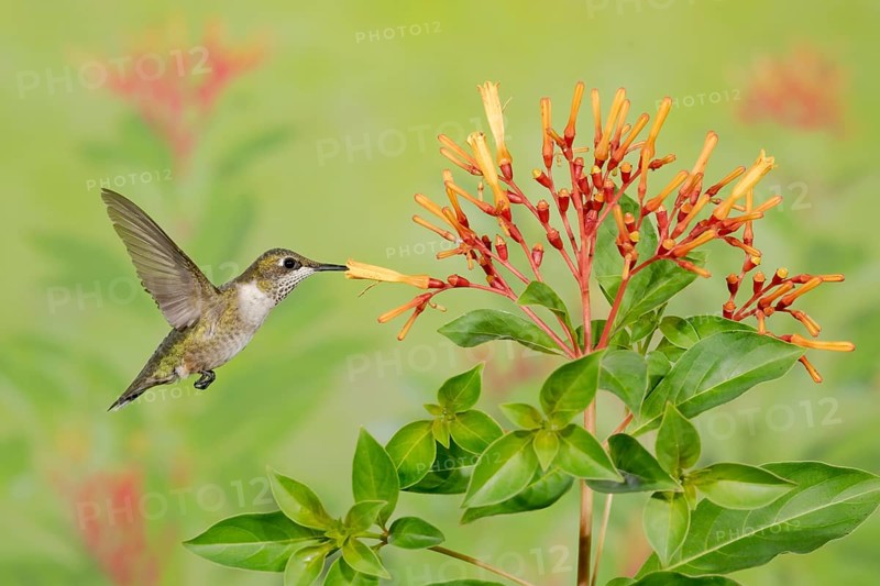 Ruby-throated Hummingbird (Archilochus colubris) female flying while feeding on flower nectar, Texas, USA