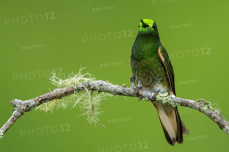 Buff-tailed Coronet (Boissonneaua flavescens) perched on a branch in the Andes Mountains of Colombia
