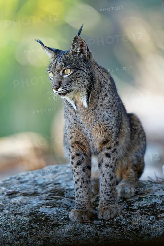 Lynx pardinus, portrait, morning light, forest, Andalusia Spain