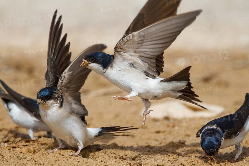 Common House Martin (Delichon urbicum), Greece