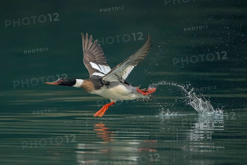 Red-breasted Merganser (Mergus serrator) male taking flight, Alaska, USA