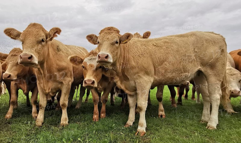 A group of cows (bos taurus) on a pasture posing under a slightly cloudy sky, Franconian Forest nature park Park