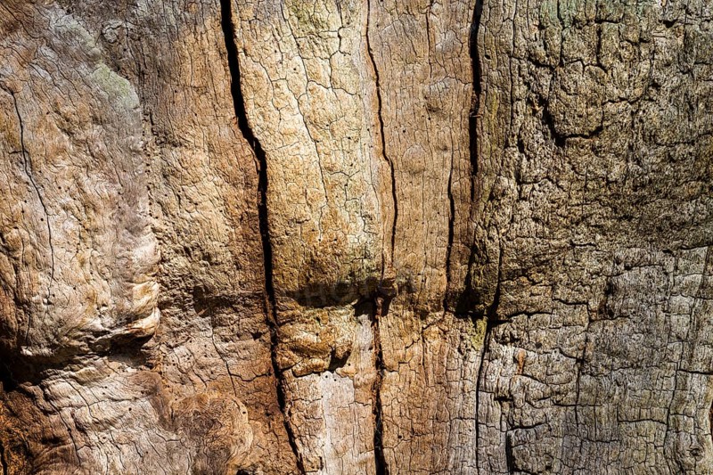 Details, Primeval forest Urwald Sababurg, Hofgeismar, Weser Uplands, Weserbergland, Hesse, Germany