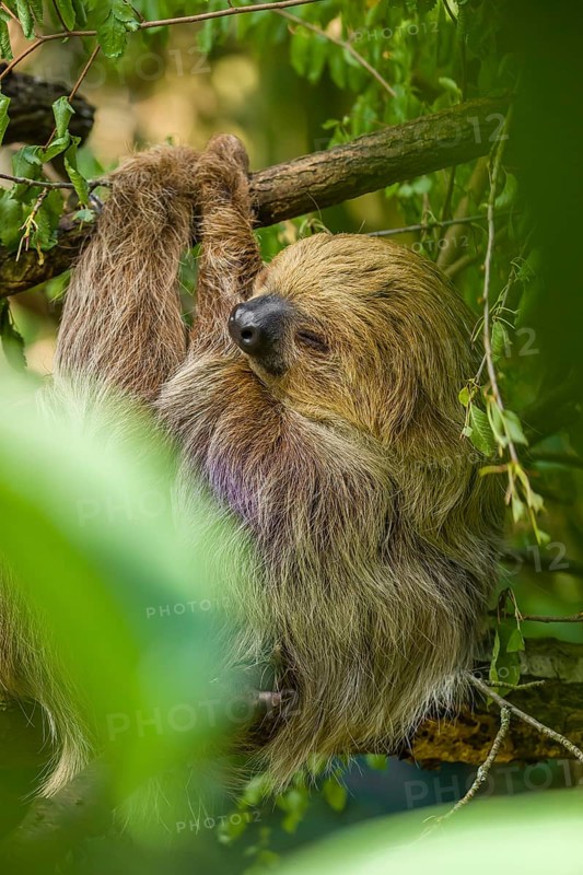 A Linnaeus's two-toed sloth (Choloepus didactylus) hangs down from a branch of a tree