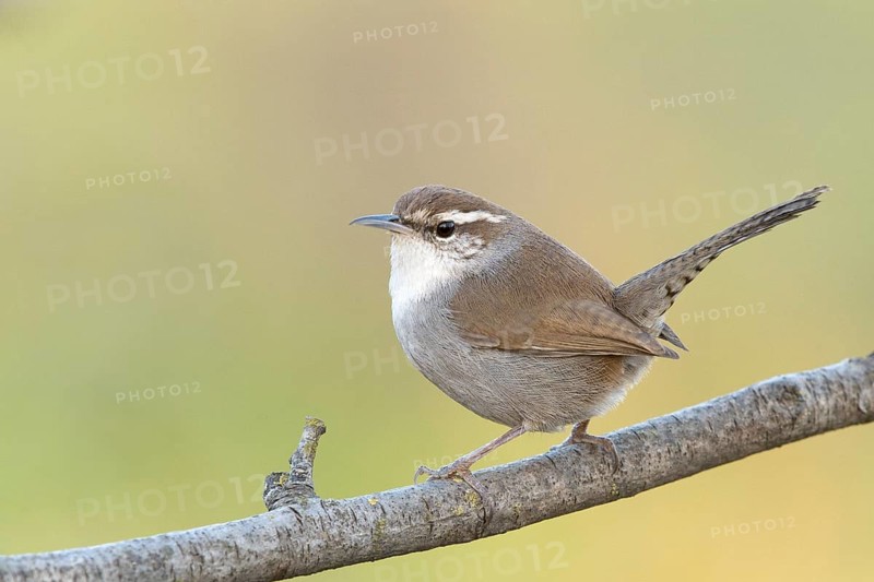 Bewick's Wren (Thryomanes bewicki), Sacramento County California