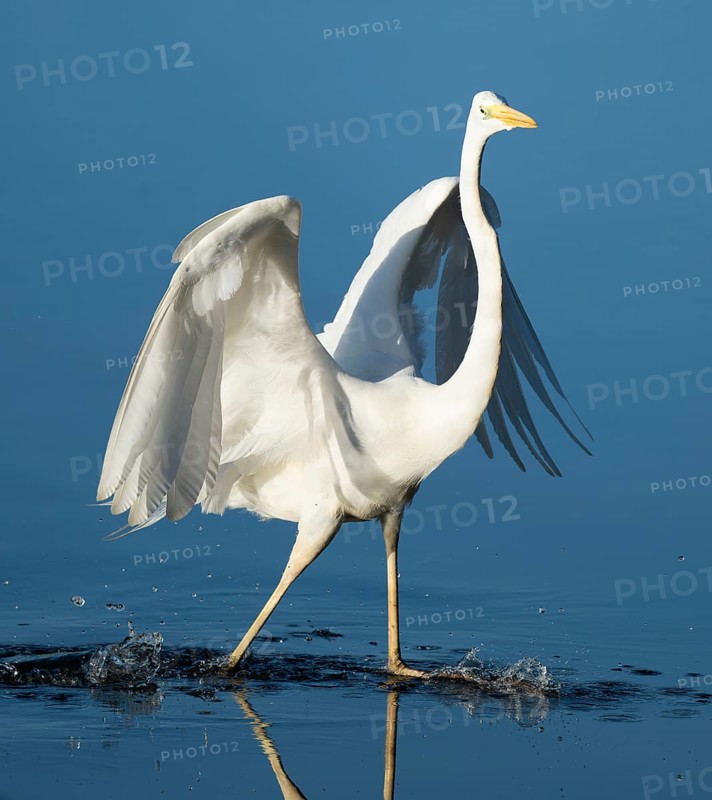 Great White Egret (Ardea alba) standing with open wings in the shallow water zone of a lake, blue water, Lower Saxony, Germany