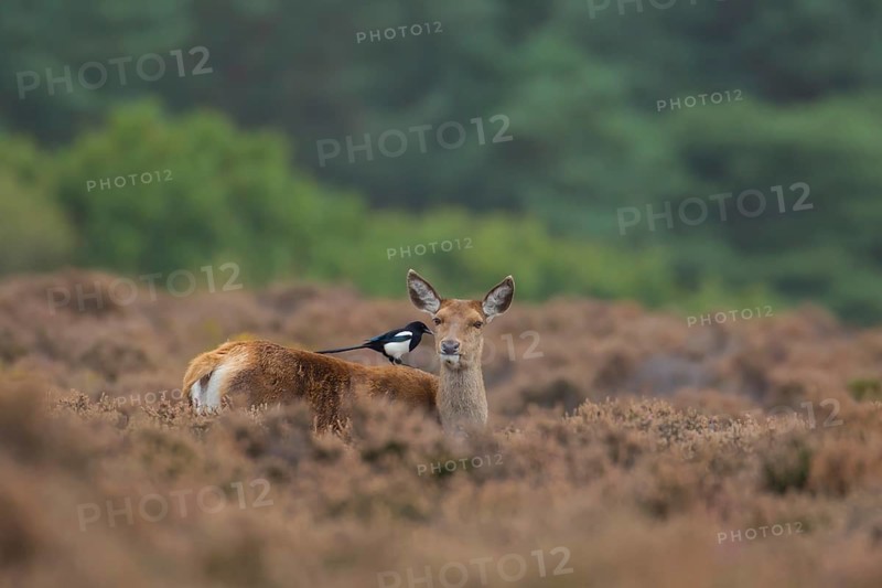Red deer (Cervus elaphus) adult female hind animal with a Magpie bird on its back in heathland in autumn, England, United Kingdom