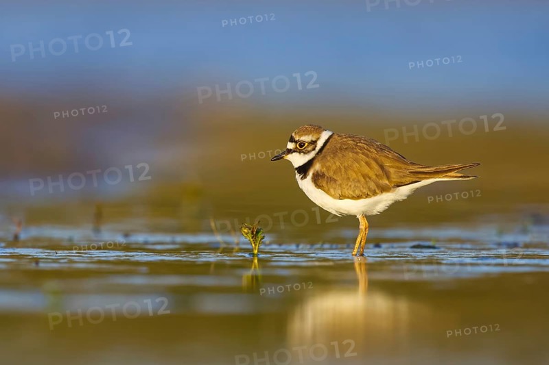 Little Ringed Plover (Charadrius dubius) foraging, North Rhine-Westphalia, Germany