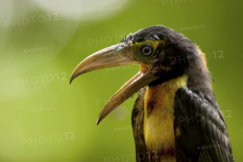 Collared aracari