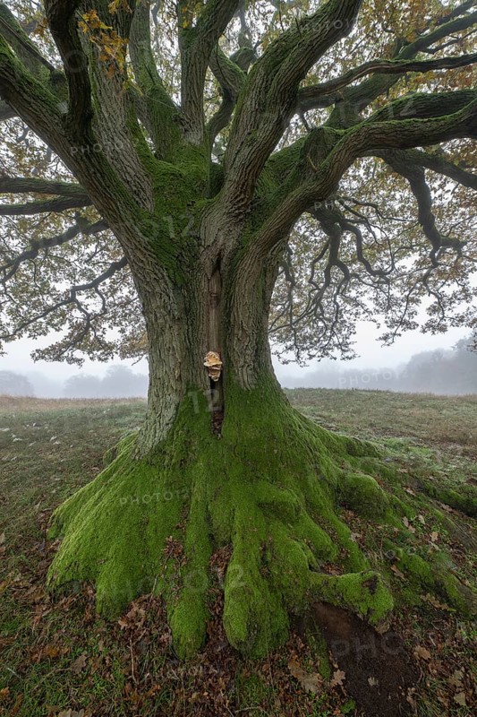 English oak (Quercus robur) with fungal infestation in fog, Emsland, Lower Saxony, Germany