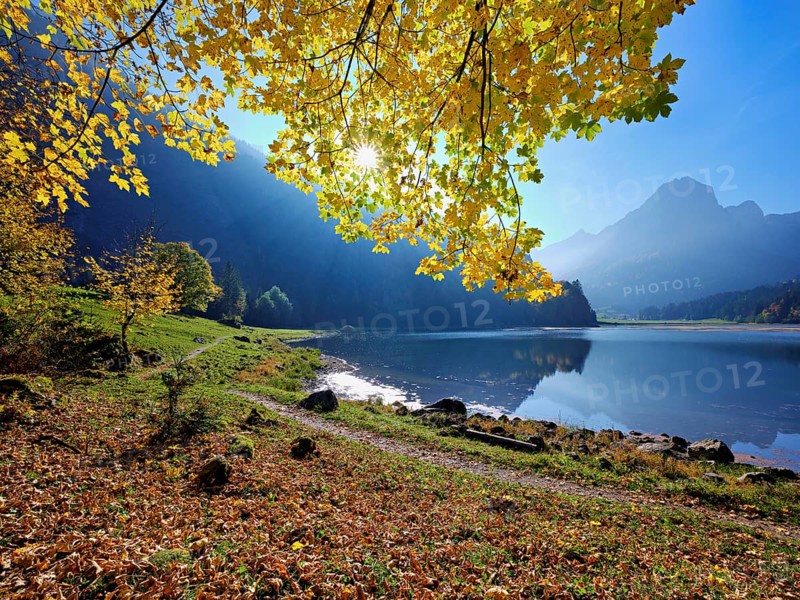 Autumn-coloured sycamore maple (Acer pseudo plantanus), at Obersee, Näfels, Canton Glarus, Switzerland
