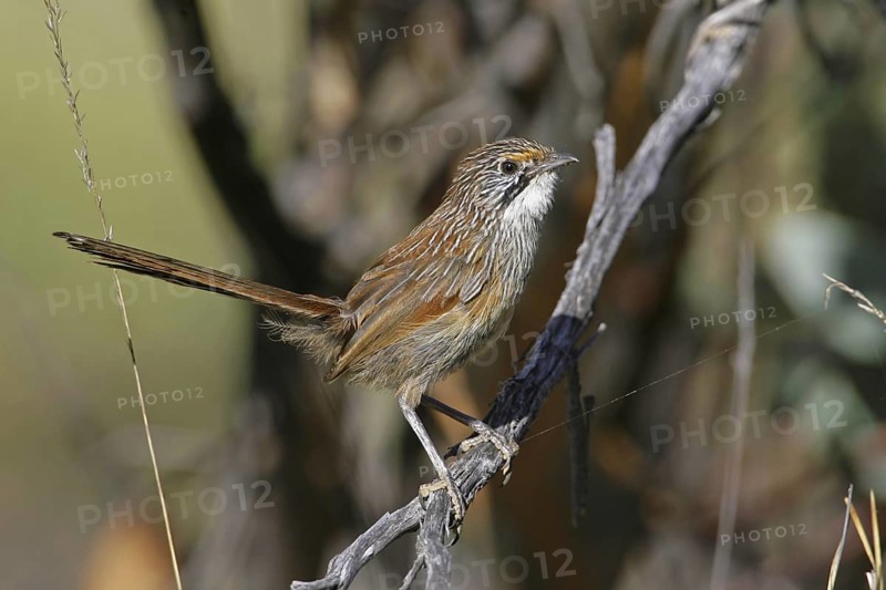 Striated Grasswren (Amytornis striatus) female, South Australia, Australia