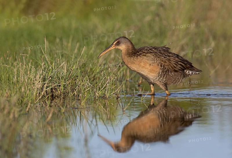 King Rail (Rallus elegans), Texas, USA