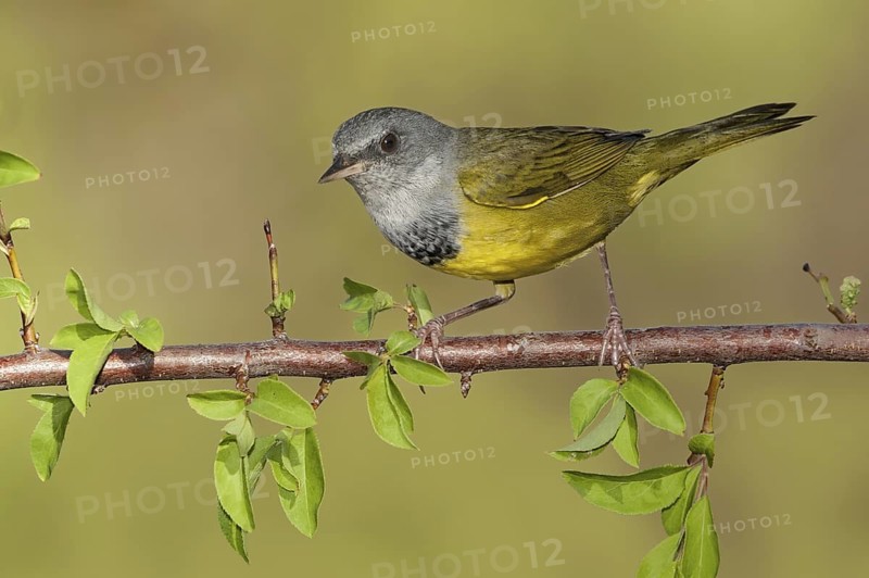 Mourning Warbler (Geothlypis philadelphia) male, Texas, USA