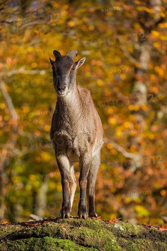 A female Himalayan tahr (Hemitragus jemlahicus) stands on a rock. In the background is a dense autumn forest