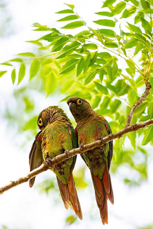 Deville Parakeet (Pyrrhura devillei) Pantanal Brazil