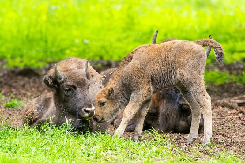 European bison (Bison bonasus) mother with her youngster on a meadow in summer, Bavarian Forest, Germany