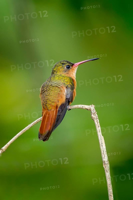 Cinnamon Hummingbird Amazilia rutila La Bajada, Nayarit, Mexico 8 June Adult Trochilidae