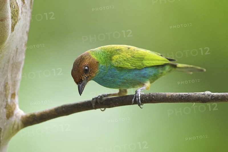 Bay-headed Tanager (Tangara gyrola), Costa Rica