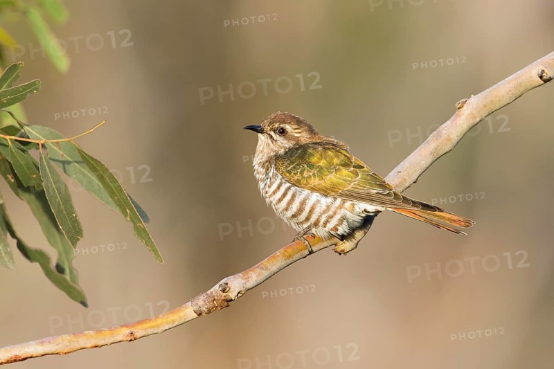 Horsfield's Bronze Cuckoo (Chrysococcyx basalis) perched on a branch, Victoria, Australia