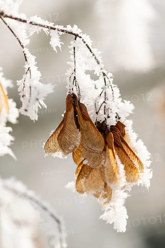 Ice crystals from roarfrost on Amur maple (Acer tataricum subsp. ginnala) seeds at sunshine in winter, Bavaria, Germany