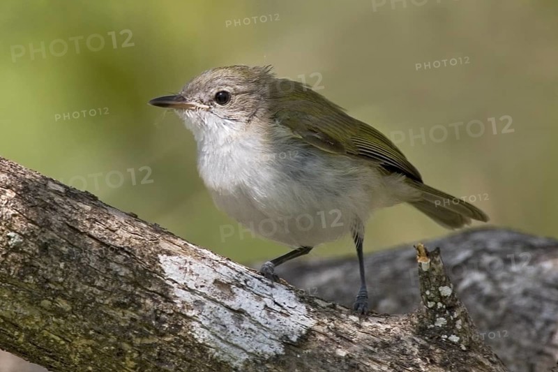 Green-backed Gerygone (Gerygone chloronota), Northern Territory, Australia