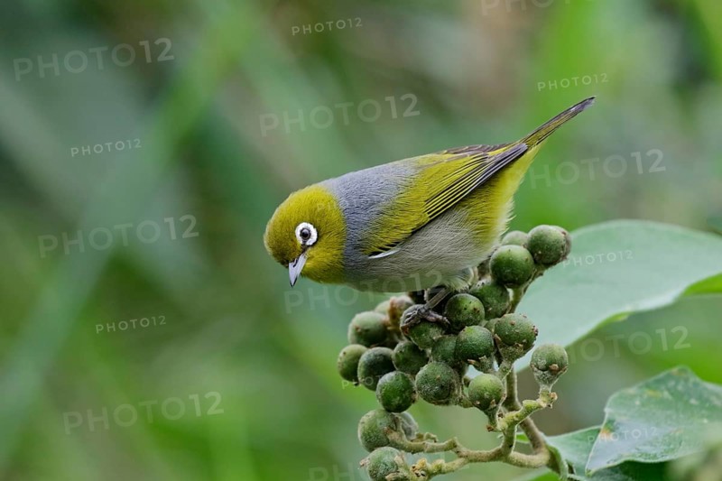 Silvereye (Zosterops lateralis), Queensland, Australia