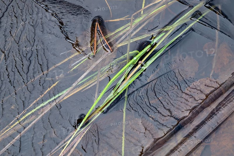 Abstract ice structures and reed stalks, Norrbotten, Lapland, Sweden, September 2024
