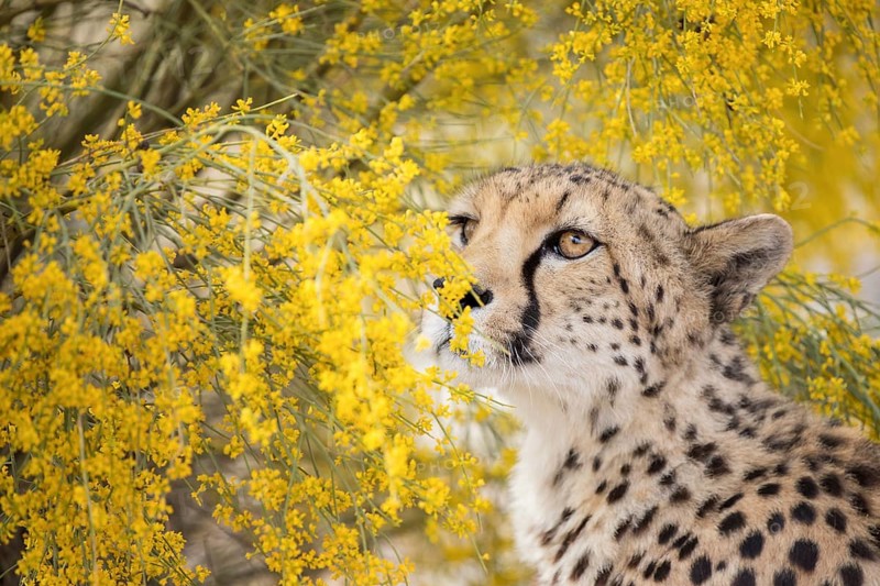 Cheetah (Acinonyx jubatus) adult in blooming flowers, Castile-La Mancha, Spain