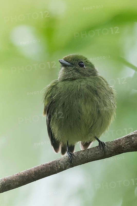 Blue-crowned Manakin (Lepidothrix coronata) perched on a branch in Panama