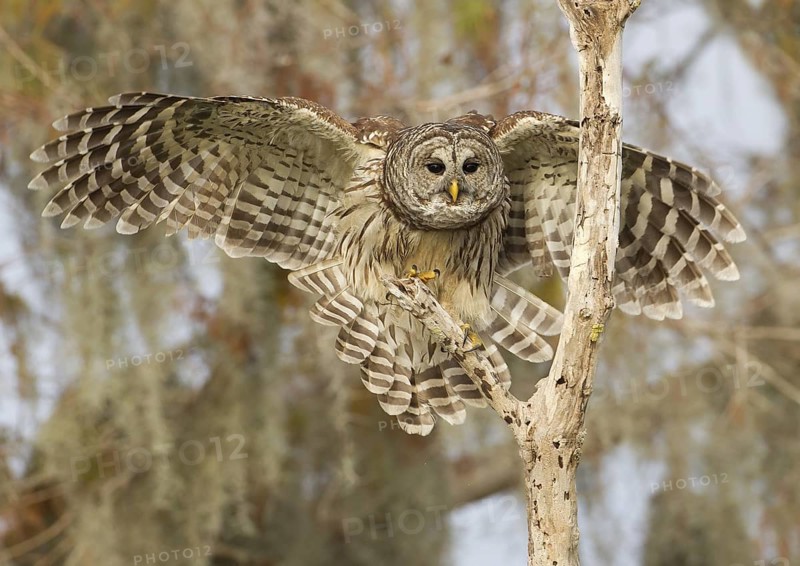 Barred Owl (Strix varia) flying, Florida, USA
