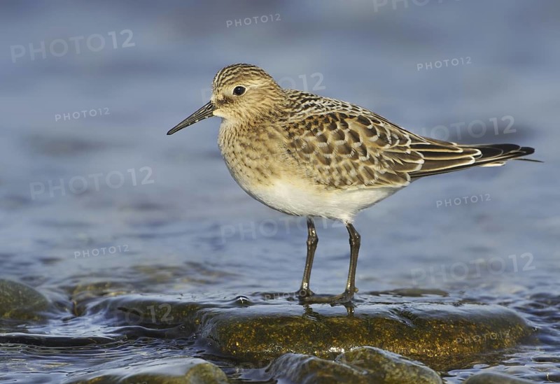Baird's Sandpiper (Calidris bairdii), British Columbia, Canada
