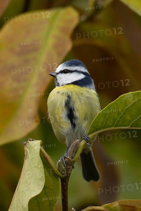 Blue tit (Cyanistes Caeruleus) adult bird on a garden Magnolia tree with autumn colour leaves, England, United Kingdom