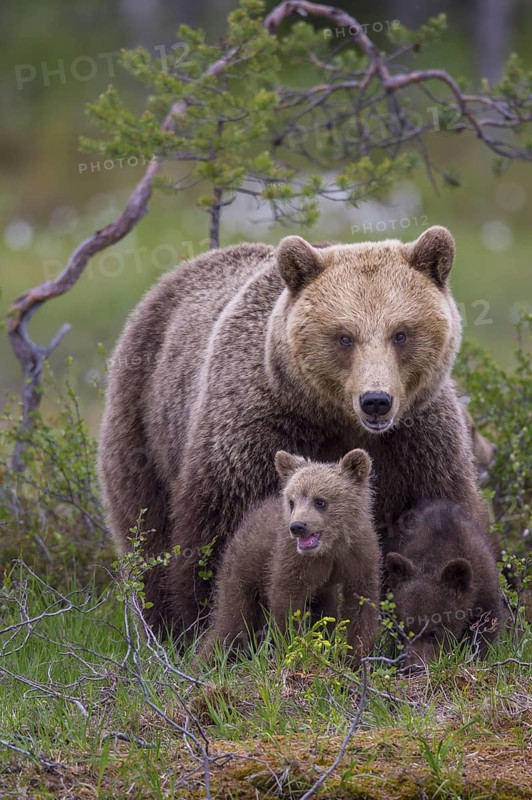 Eurasian Brown Bear (Ursus arctos) mother with cubs, Finland