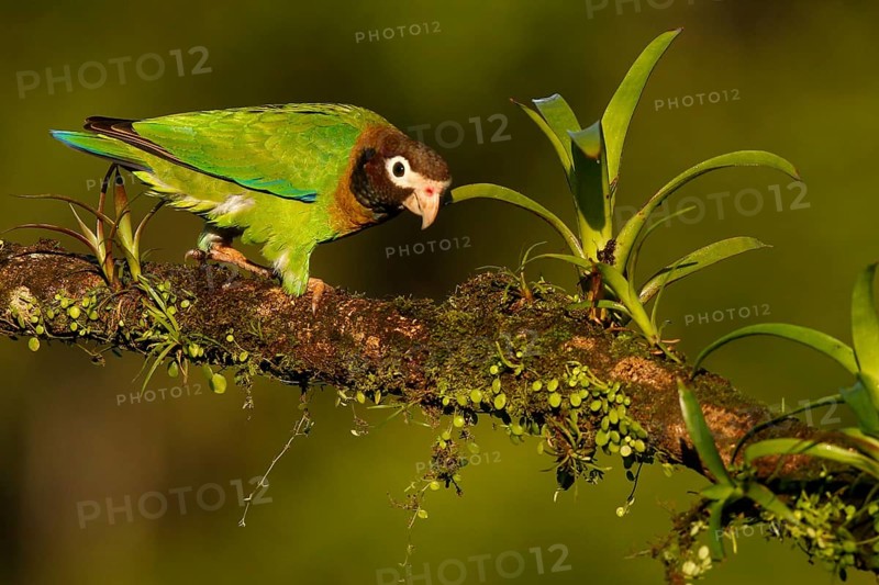 Brown-hooded Parrot (Pyrilia haematotis), Costa Rica