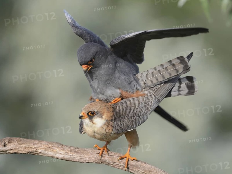 Red-footed Falcon (Falco vespertinus) pair mating, Hungary