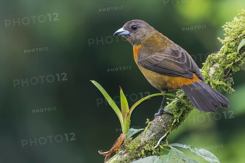 Scarlet-rumped Tanager (Ramphocelus passerinii) perched on a branch in Panama