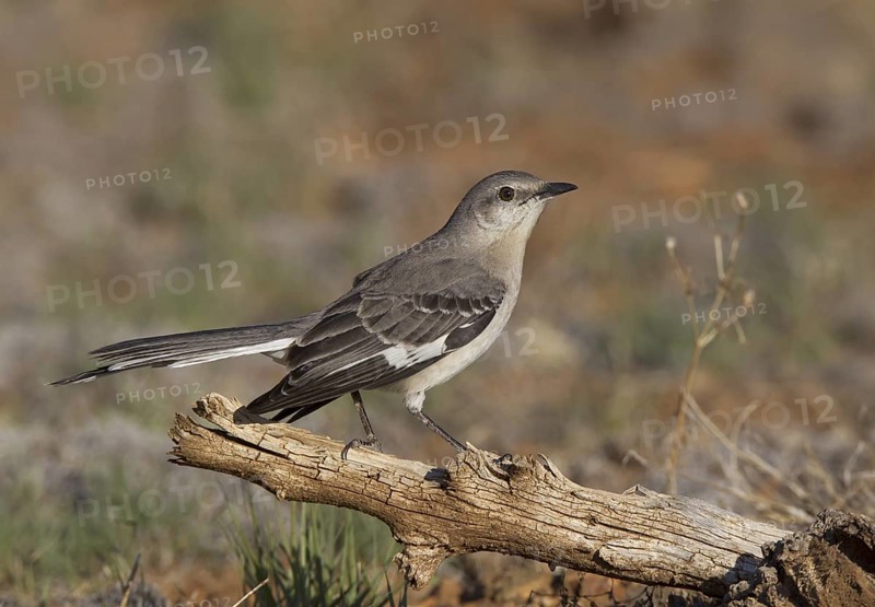 Northern Mockingbird (Mimus polyglottos), New Mexico, USA