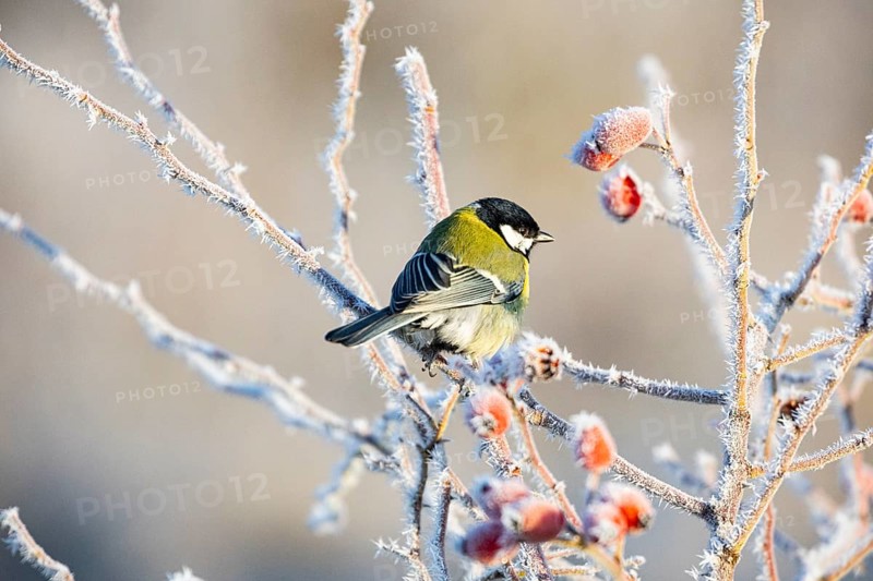 Great tit (Parus major) Germany