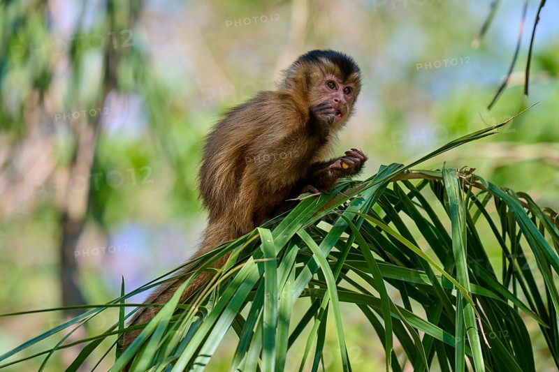 Monkey sitting between green leaves and looking around curiously, capuchin monkey (Sapajus apella), Pantanal, Mato Grosso, Brazil