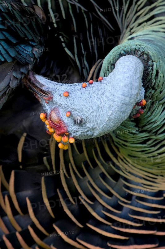 Ocellated Turkey (Meleagris ocellata) male preening, Peten, Guatemala