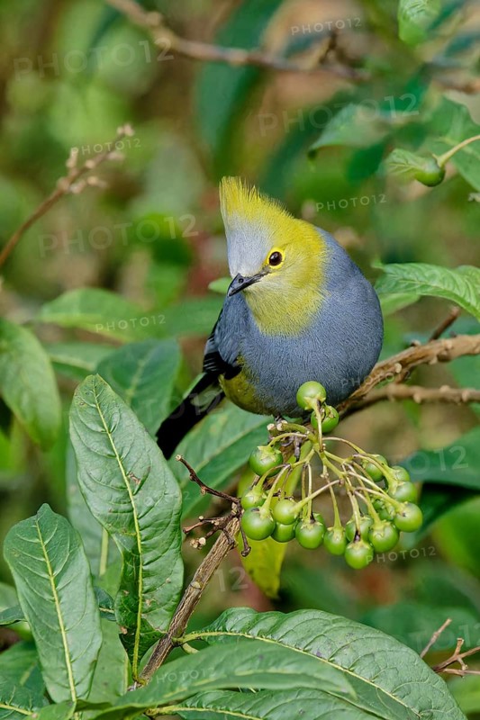 Long-tailed Silky-flycatcher, Ptiliogonys caudatus feeding on Twoleaf nightshade berries, Costa Rica